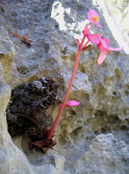 B. goudotii